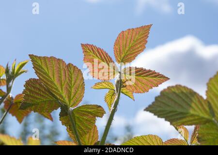 Brombeere, Brombeeren, Echte Brombeere, Rubus fruticosus agg., Rubus sectio Rubus, Rubus fruticosus, blackberry, bramble, ronce, Blatt, Blätter, leaf, Stock Photo