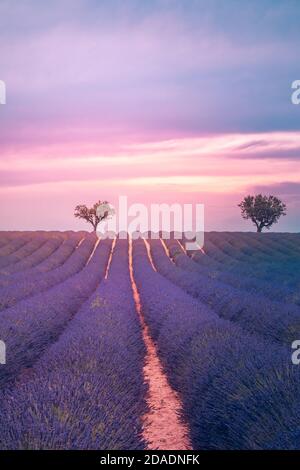 Stunning lavender field landscape summer sunset. Blooming flower field nature, floral agriculture landscape. Amazing sunset sky, peaceful natural view Stock Photo