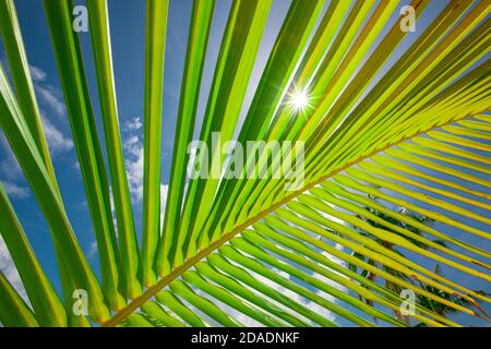 Sun over green palm leaves. Leaves of palm and morning light Stock Photo
