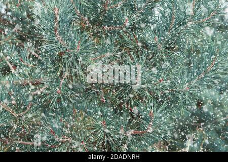 pine branches in snow. abstract Christmas, winter or new year background. snowfall and Blizzard in the winter season Stock Photo