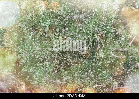 Christmas abstract background, spruce or pine branches in the snow, it is snowing, snowfall and Blizzard. holiday bokeh lights Stock Photo