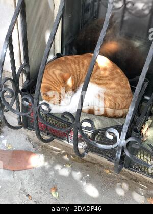 orange and white cat sleeping, vertical photo Stock Photo