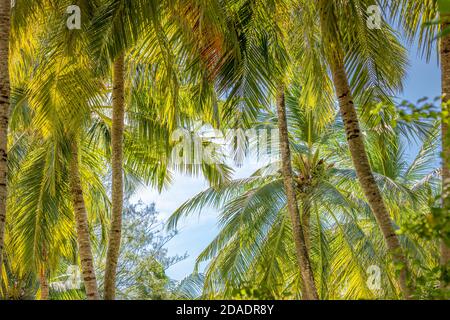 Coconut palm trees, beautiful tropical background. Exotic nature landscape, summer jungle with soft blue sky. Idyllic natural background banner Stock Photo