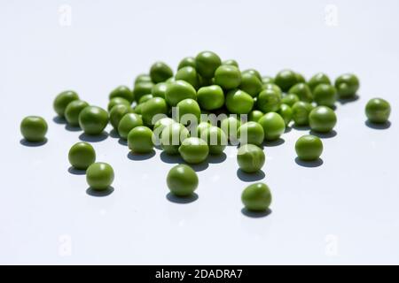 Pea (Pisum sativum). (CTK Photo/Zdenek Rerych Stock Photo - Alamy