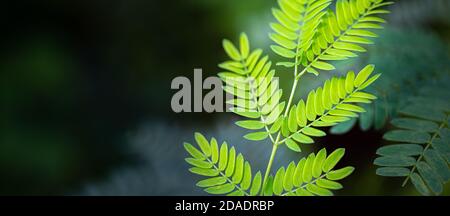 Closeup nature view of green leaves blurred greenery background in garden with copy space using as background natural green plants landscape, ecology Stock Photo