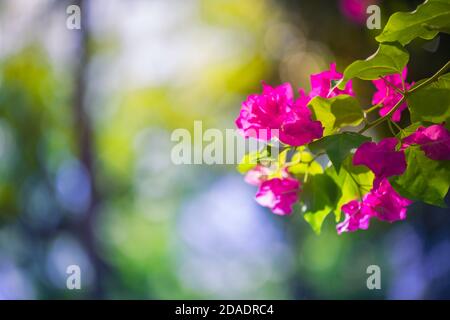 Colorful bougainvillea flowers with focus on foreground. Closeup of paper flower or Bougainvillea flower Stock Photo