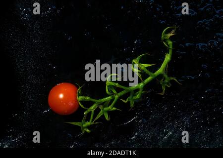 Single tomato on the vine and black ice. Stock Photo