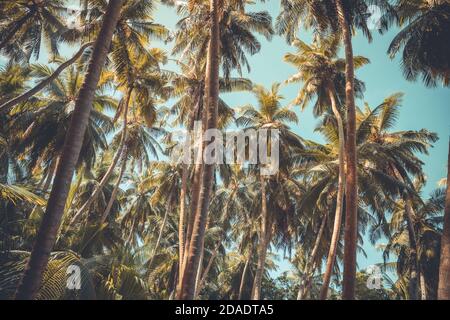 Palm trees, tropical island with coco palms. Exotic nature pattern Stock Photo