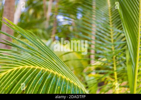 Palm branches, tropical jungle with green palm leaves. Rainforest artistic nature closeup Stock Photo