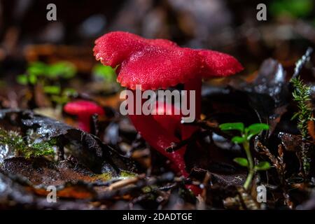 Hygrocybe firma, a fungi growing and found during a national Fungal Foray held around Moana at Lake Brunner, West Coast, South Island New Zealand Stock Photo