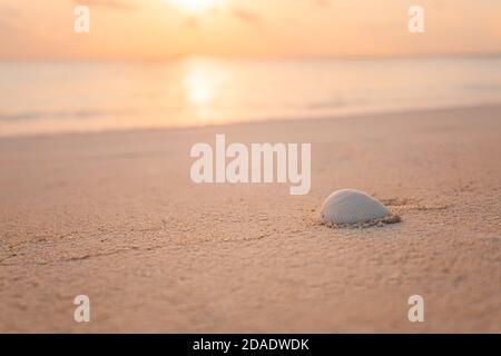 Shell on beach sunset at the sea beach In summer vacation. Exotic shell on sandy beach on sunset, natural summer background. Tropical nature closeup Stock Photo