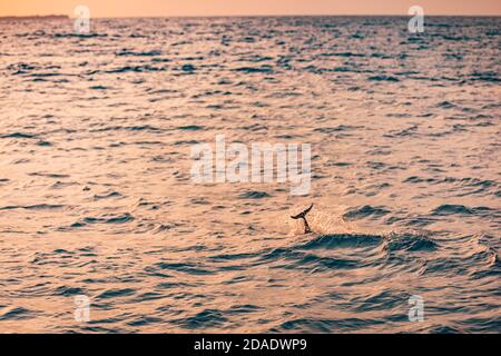 Beautiful sunset over the tropical sea. Beautiful landscape outdoor sea ocean and beach at sunrise or sunset. Idyllic relaxing ecology, endless ocean Stock Photo