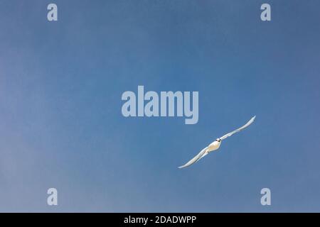 Seagull in open sky. Close up image of a Black Backed Seagull in flight over the ocean Stock Photo