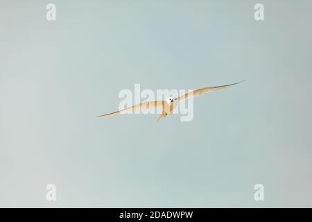 Seagull in open sky. Close up image of a Black Backed Seagull in flight over the ocean Stock Photo
