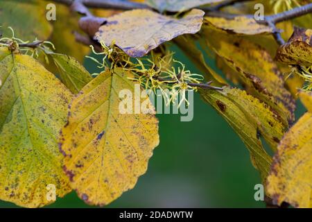 Witch hazel leaves on flowering branches change from green to yellow and brown on an autumn afternoon in New York Stock Photo