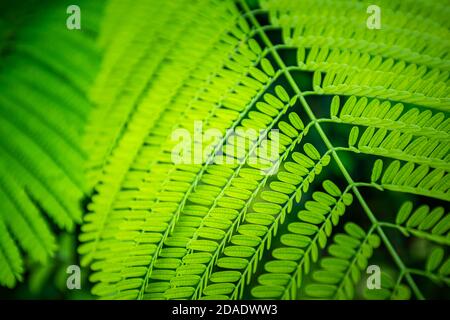 Palm leaf pattern background. Natural green plant background. Abstract natural closeup Stock Photo