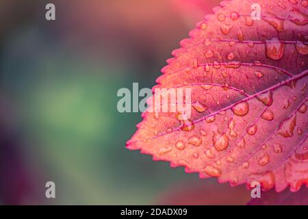 Beautiful water drop on leaf at nature close-up macro. Fresh juicy green leaf in droplets of morning dew outdoors. Stock Photo