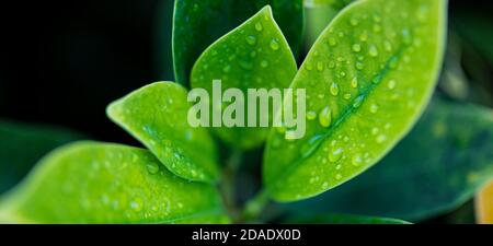 Beautiful nature background banner with morning fresh drops of transparent rain water on green leaf. Drops of dew green leaves. Relax nature closeup Stock Photo