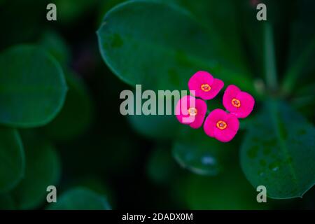 Colorful flower on dark tropical foliage nature background. Exotic colorful flowers on a dark tropical leaf background, nature, tropical foliage Stock Photo