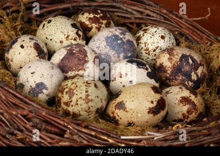 Closeup view of a few quail eggs in an artificial nest Stock Photo