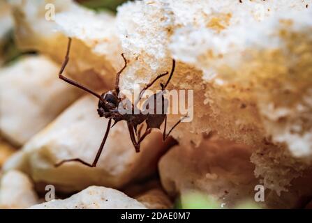 Macro photograph of a leaf cutter ant on a piece of bread Stock Photo