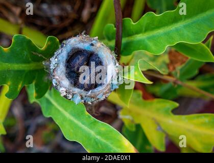 Two hummingbird chicks in their nest surrounded by vegetation Stock Photo