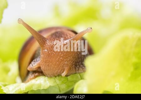 The small snail eats a leaf of lettuce or grass, Snail in nature, close-up, selective focus, copy space. Can be used to illustrate the harm from snails for gardening Stock Photo