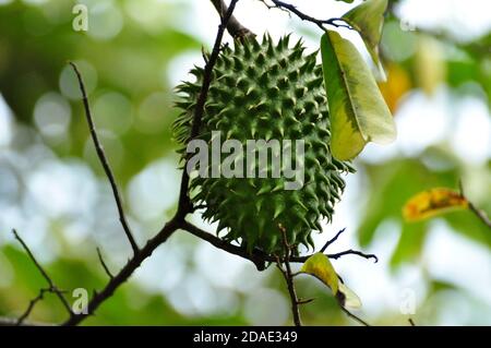 Close up of Soursop or Guanabana Fruit (Annona muricata) an exotic fruit. Colombia Stock Photo