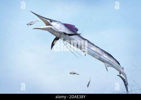 Shortbill spearfish jumping out of the water Stock Photo