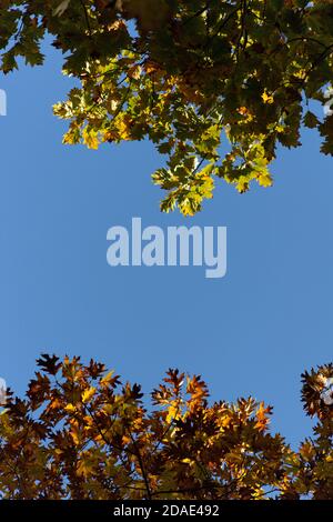 Seen from below, oak and maple branches heavy with autumn leaves reach toward each other across a blue sky Stock Photo