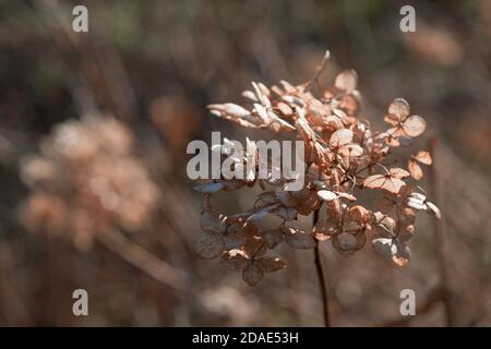 Flower hydrangea withered in spring Stock Photo