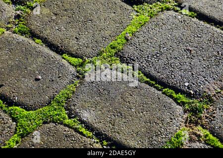 An annual problem in front of the house. Paving stones with ingrown weeds and moss. Stock Photo