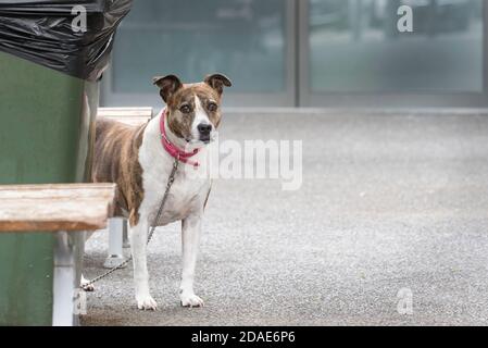 A cross breed patch faced dog named Milly waits patiently for its owner outside the local shops at Black Head Beach, New South Wales, Australia Stock Photo