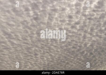 Cirrocumulus clouds - high altitude grey and white cloudlets in repetitive pattern. Queensland, Australia, winter. Background, copy space. Stock Photo