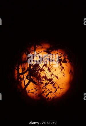 London, UK. 12 November 2020. The Sun photographed with a white light solar filter through autumn branches. Credit: Malcolm Park/Alamy Live News.