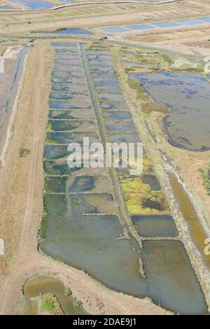 France, Nieulle-sur-Seudre, territory gained on the sea, in the heart of ancient salt marshes rehabilitated in clear oyster farms (aerial view) Stock Photo