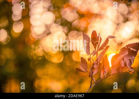 Yellow dry maple leaf on the ground in autumn sunlight, dream blur forest nature, sunset sun rays, beams. Relaxing autumnal background, orange foliage Stock Photo
