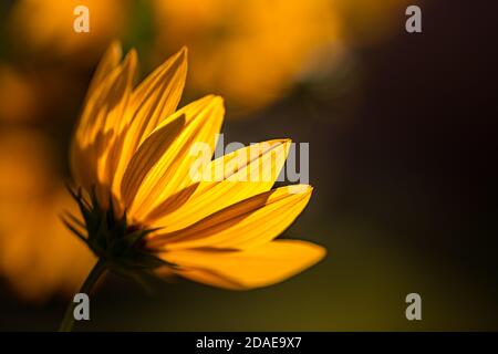 Daisy flower field over sunset. Stunning floral nature closeup, soft petals, blur bokeh garden colors. Dream flowers, delightful artistic image nature Stock Photo