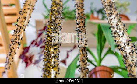 Dead Flies On Sticky Tapes. Flypaper, sticky tape. Trap for flies, insects. Flies stuckTrap for insects insects. Lot of flies stuck to the yellow sticky tapes. Stock Photo