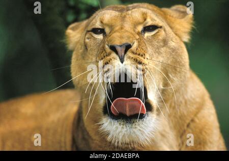 AFRICAN LION panthera leo, FEMALE YAWNING, KENYA Stock Photo