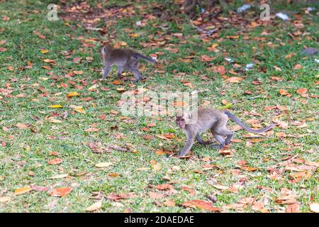 Macaque, (Macaca), Black River Gorges National Park, Mauritius, Africa, Indian Ocean Stock Photo