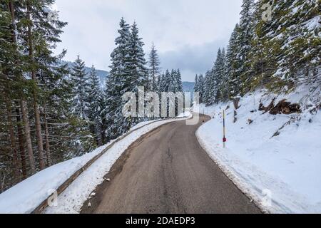 road in the woods between snow covered trees, mountain road, valles pass, trento, trentino alto adige, italy, europe Stock Photo