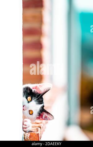Black and white cat leaning out of the window Stock Photo - Alamy