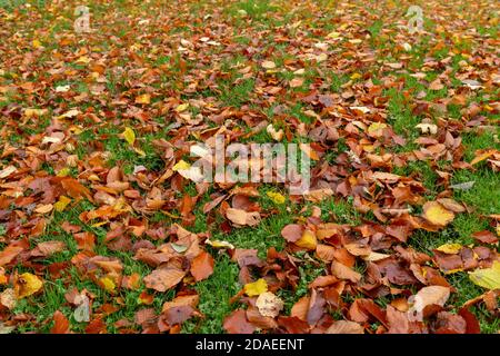 Golden leaves fallen onto grass in autumn. Stock Photo