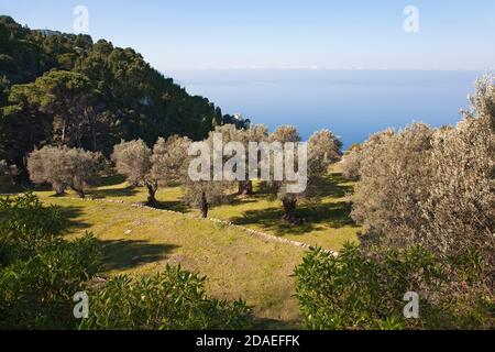 geography / travel, Spain, Majorca, olive tree on the monastery Miramar at Valldemossa, Additional-Rights-Clearance-Info-Not-Available Stock Photo