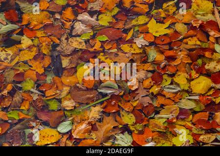 Autumn leaves floating in the water for natural background Stock Photo