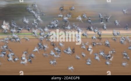 12 November 2020, Lower Saxony, Sorsum: Pigeons flying in flocks over a field in the district of Hildesheim (shot with long shutter speed). Photo: Julian Stratenschulte/dpa Stock Photo