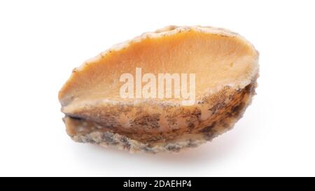 Close up of beautiful raw abalone seafood isolated on white background, clipping path cut out. Stock Photo