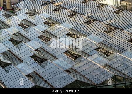 Nursery, plant breeding, glass greenhouses, skylights open, roofs, Düsseldorf-Volmerswerth, Germany, Stock Photo