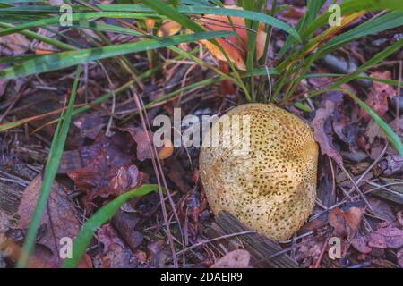 A mature Scleroderma citrinum mushroom (Common Earthball) Stock Photo
